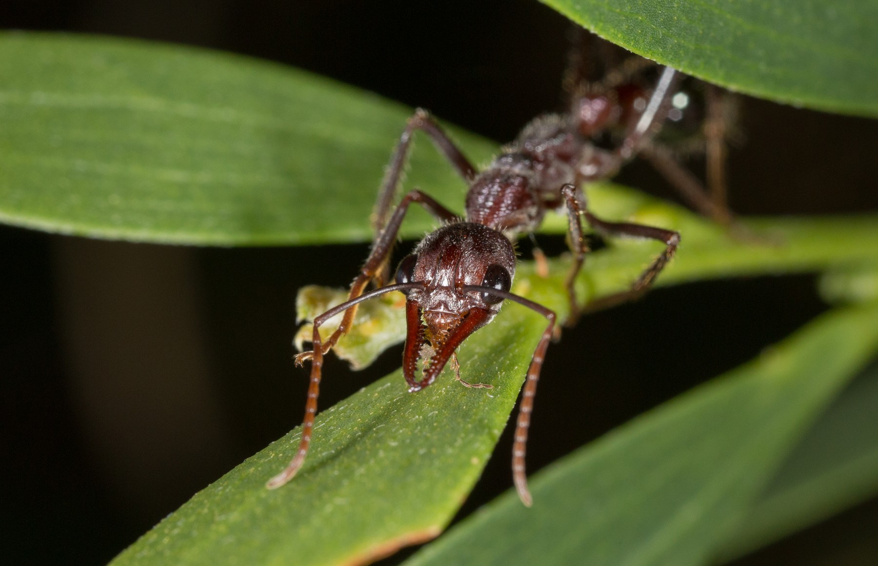 A bull ant identified by the source as Myrmecia pyriformis standing on a green leaf