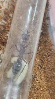 Myrmecia brevinoda