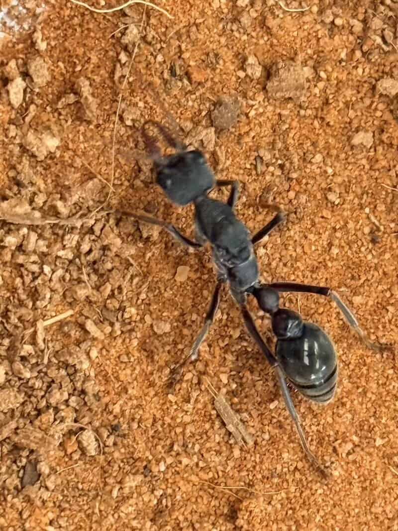 Myrmecia Pyriformis photo 1 of 4