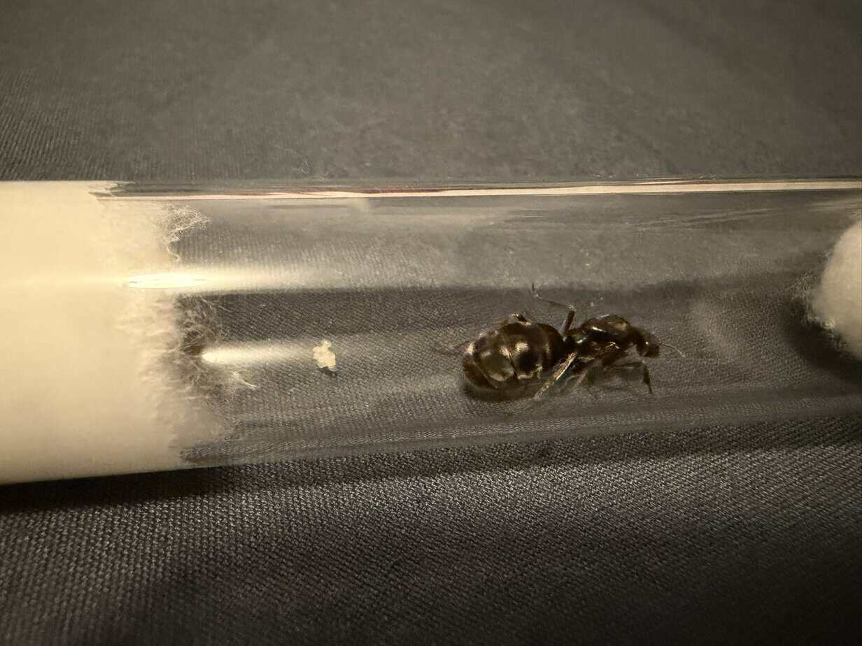 Iridomyrmex purpureus queens with eggs