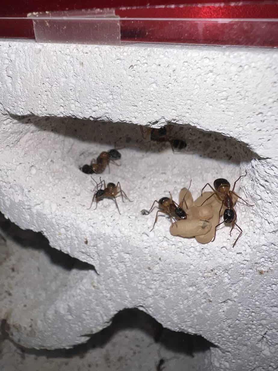 Establish colony Banded sugar ants 50+