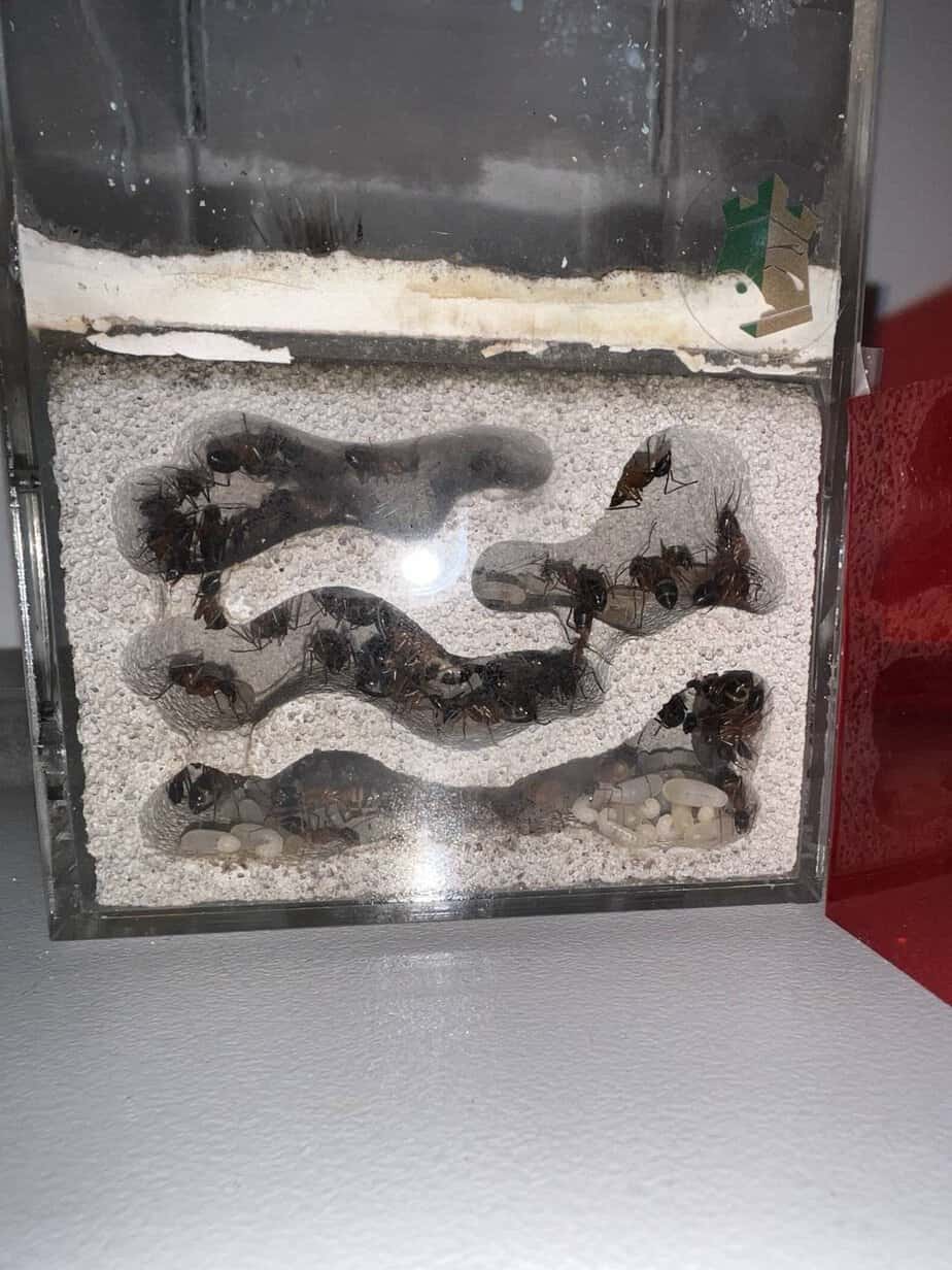 Establish colony Banded sugar ants 50+ photo 2