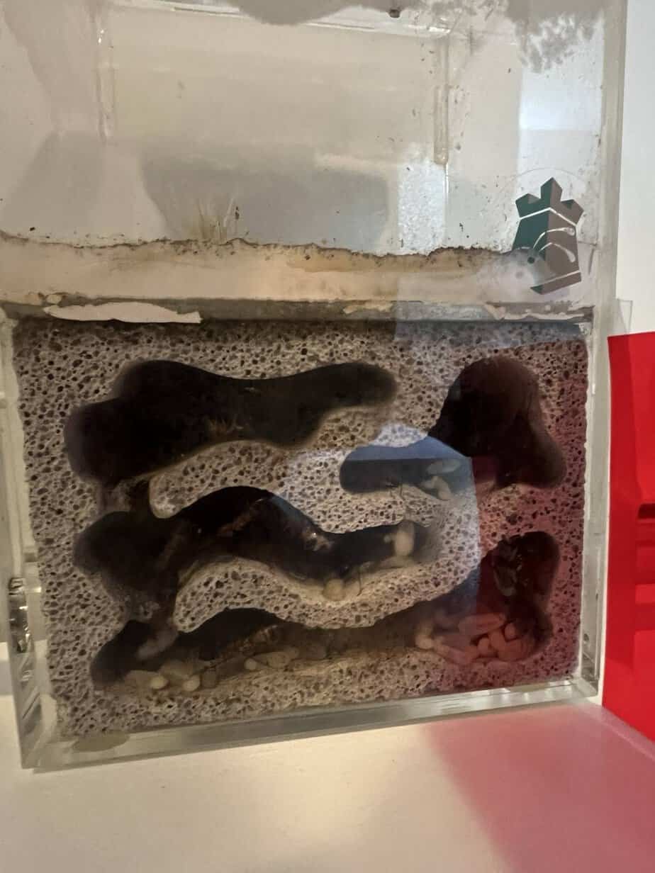 Establish colony Banded sugar ants 50+ photo 3