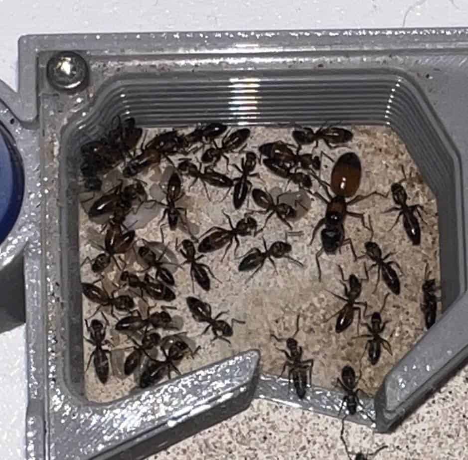 Strobe Ant Colony (Opisthopsis sp) + Full Setup