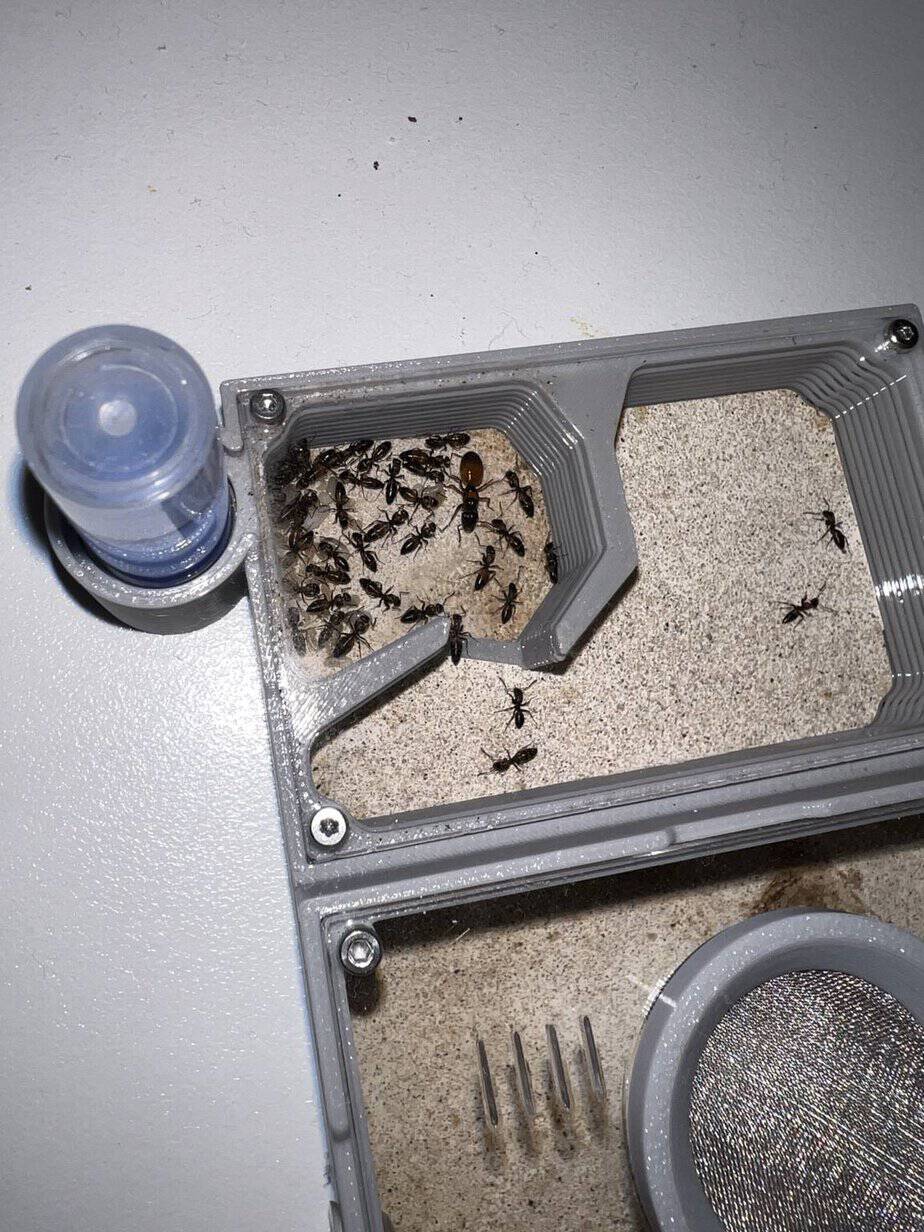 Strobe Ant Colony (Opisthopsis sp) + Full Setup photo 2