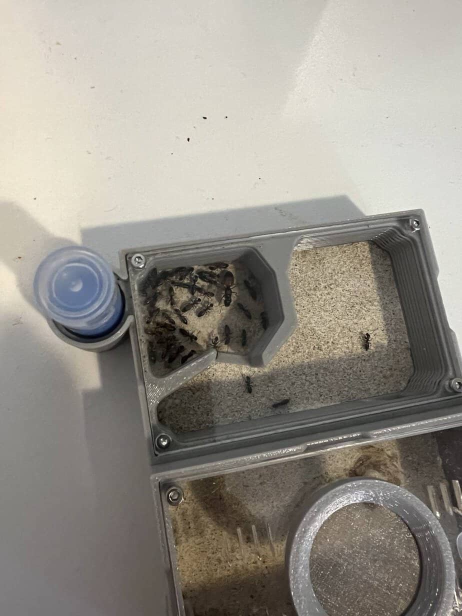 Strobe Ant Colony (Opisthopsis sp) + Full Setup photo 3