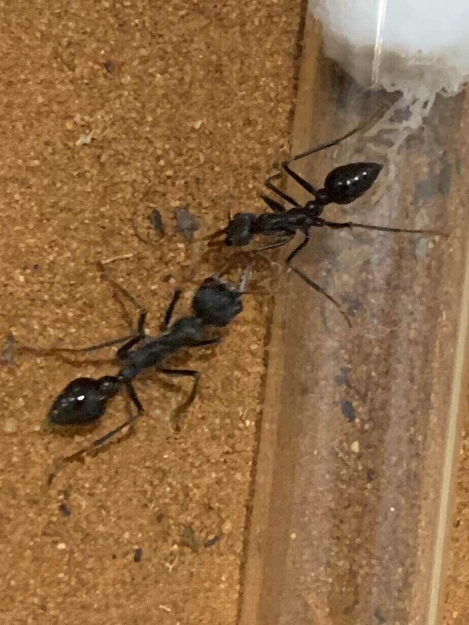 Selling myrmecia photo 2