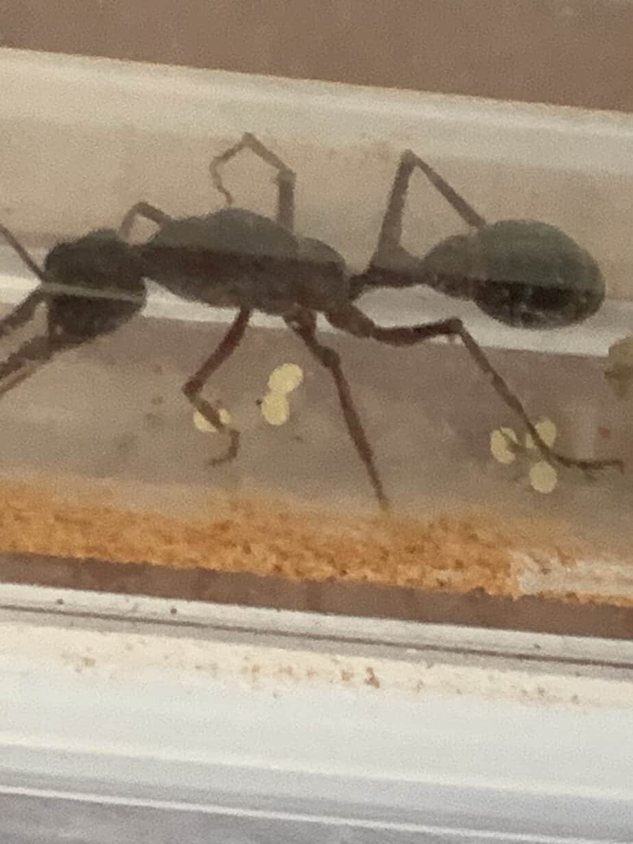 Selling myrmecias