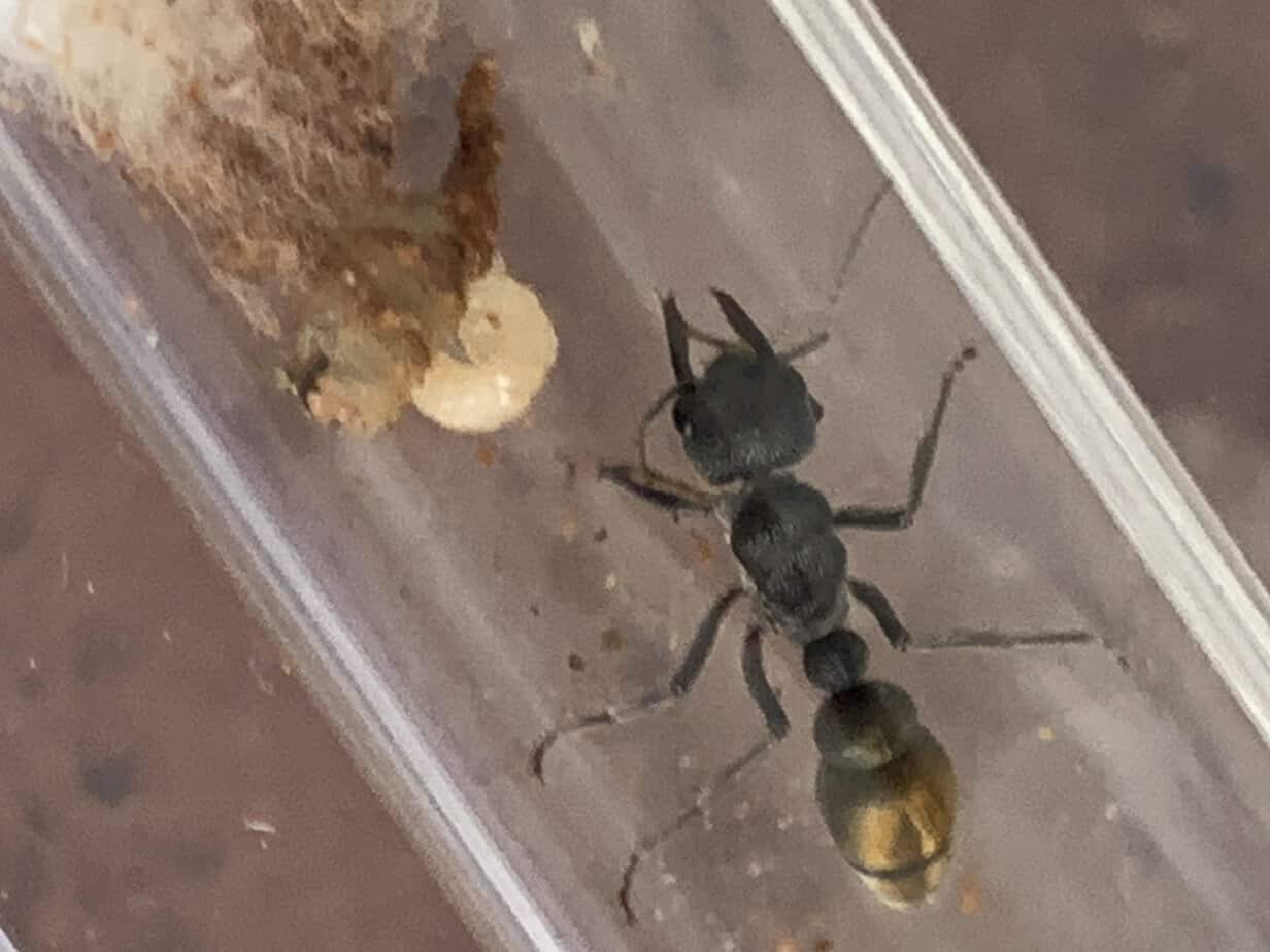 Selling myrmecias photo 3