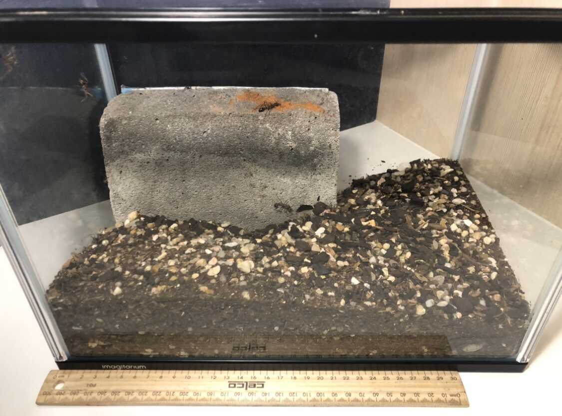 Rare Myrmecia Species 17 Colony ~50 workers (VIC, NSW, SA) (Price negotiable)