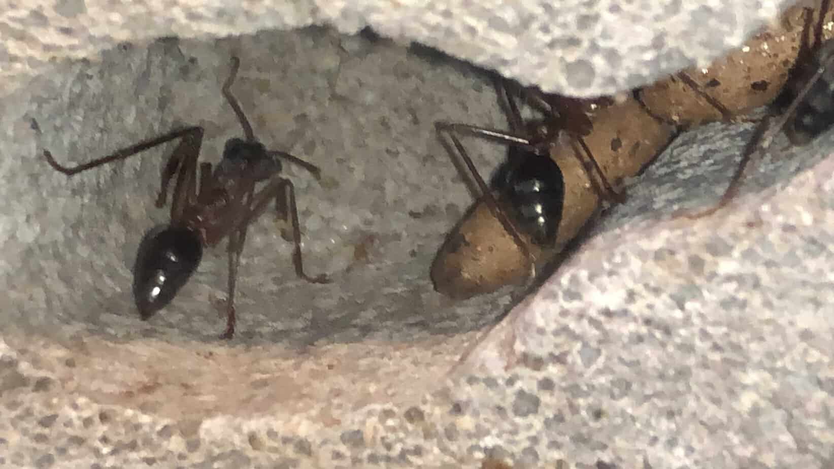 Rare Myrmecia Species 17 Colony ~50 workers (VIC, NSW, SA) (Price negotiable) photo 2