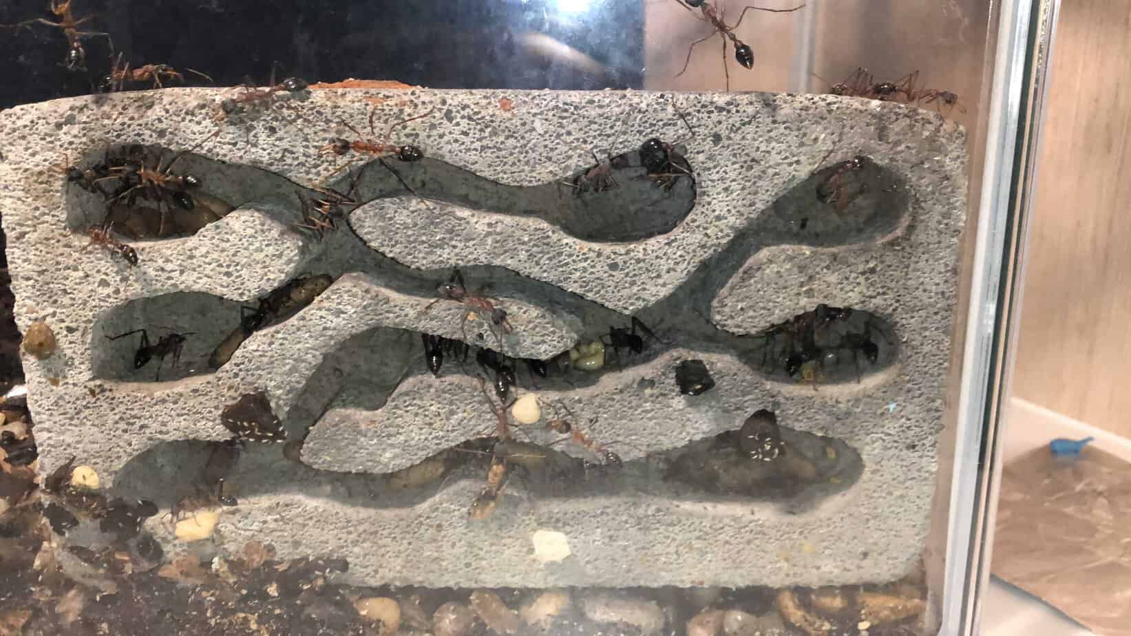 Rare Myrmecia Species 17 Colony ~50 workers (VIC, NSW, SA) (Price negotiable) photo 3