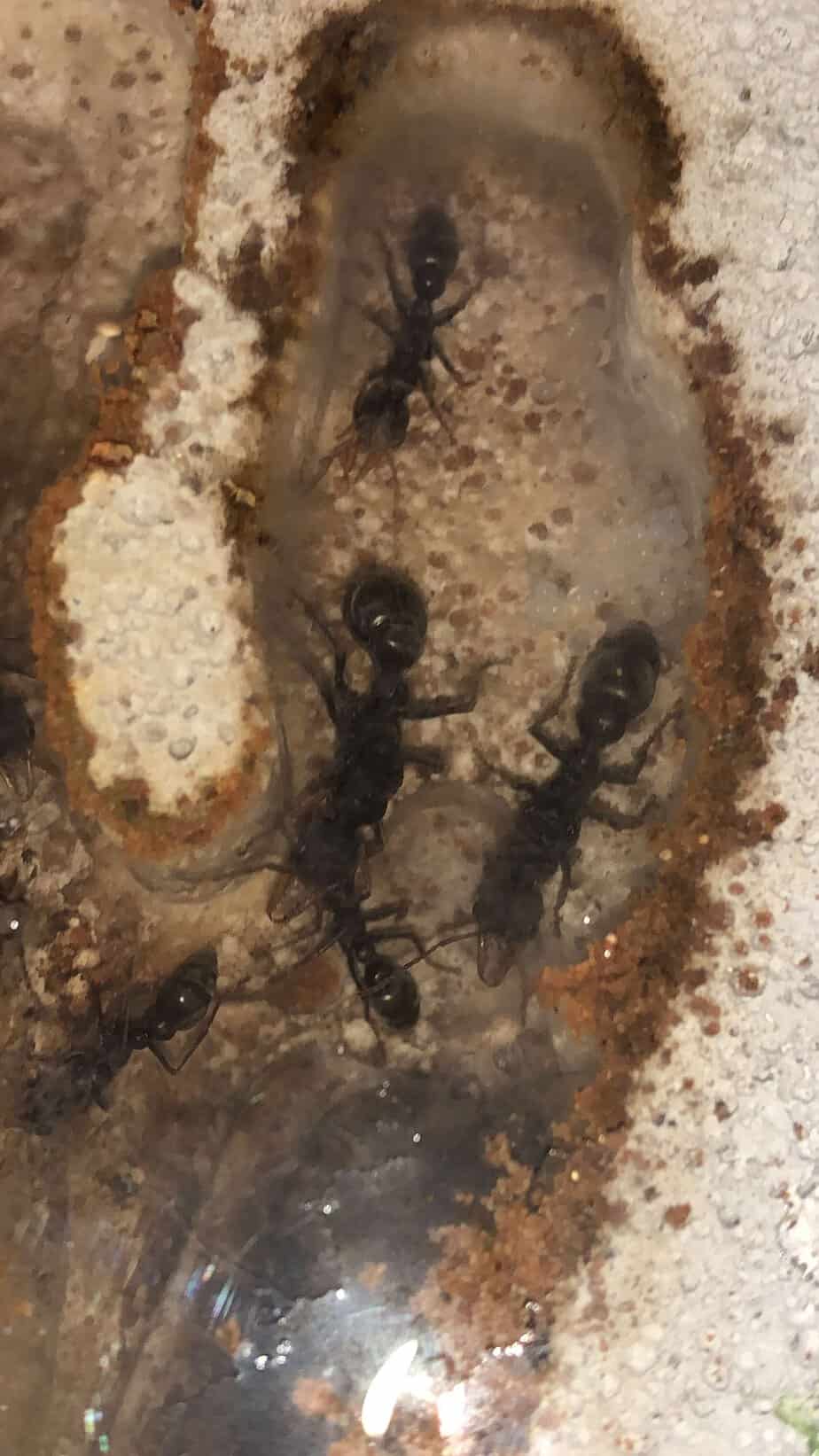 3 Queen 20+ worker Myrmecia Pilosula colony (VIC, NSW, SA)