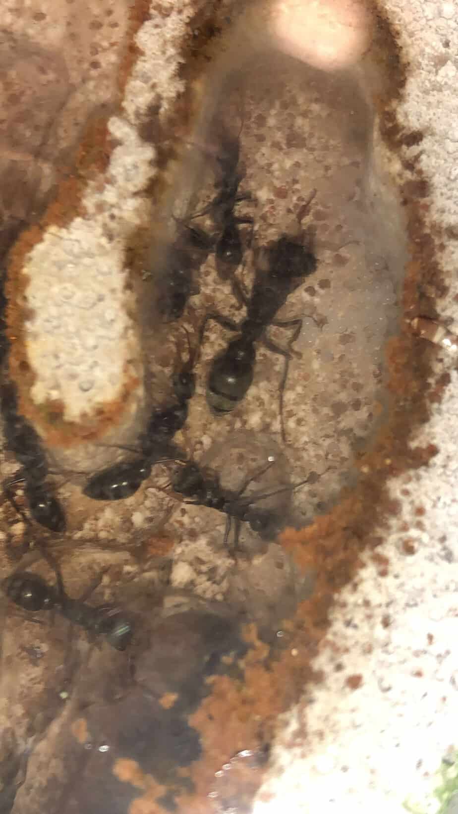 3 Queen 20+ worker Myrmecia Pilosula colony (VIC, NSW, SA) photo 3