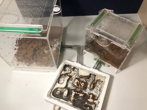 1000 + worker Nylanderia Sp. Colony with Queen and Male alates