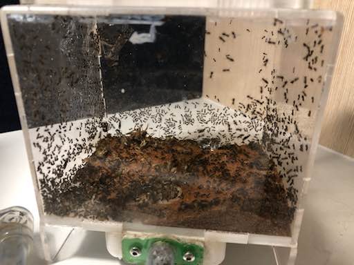 1000 + worker Nylanderia Sp. Colony with Queen and Male alates photo 2