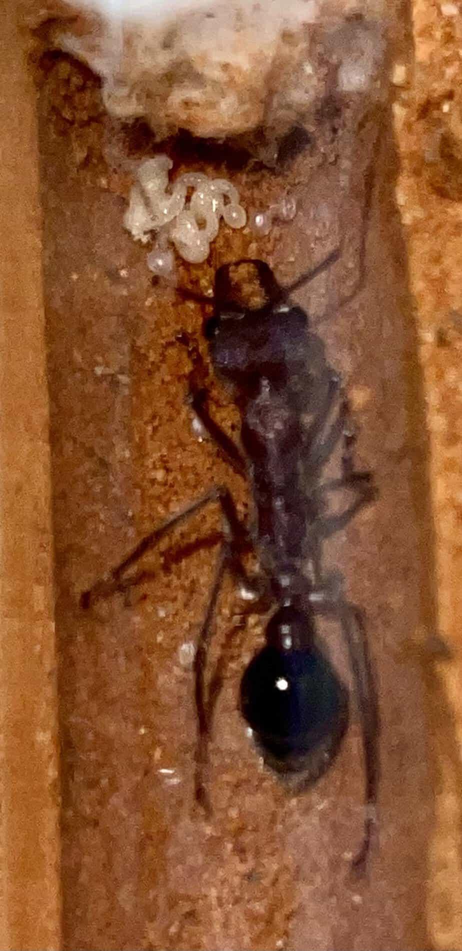 Bull ants/myrmecia