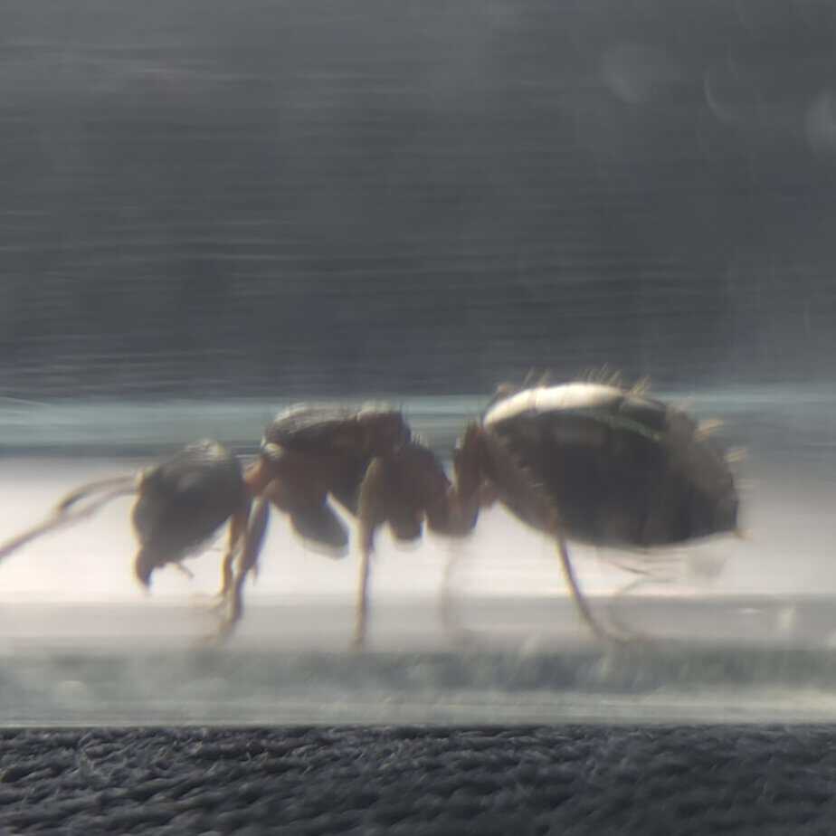 Notoncus ectatommoides + approx 8 larvae