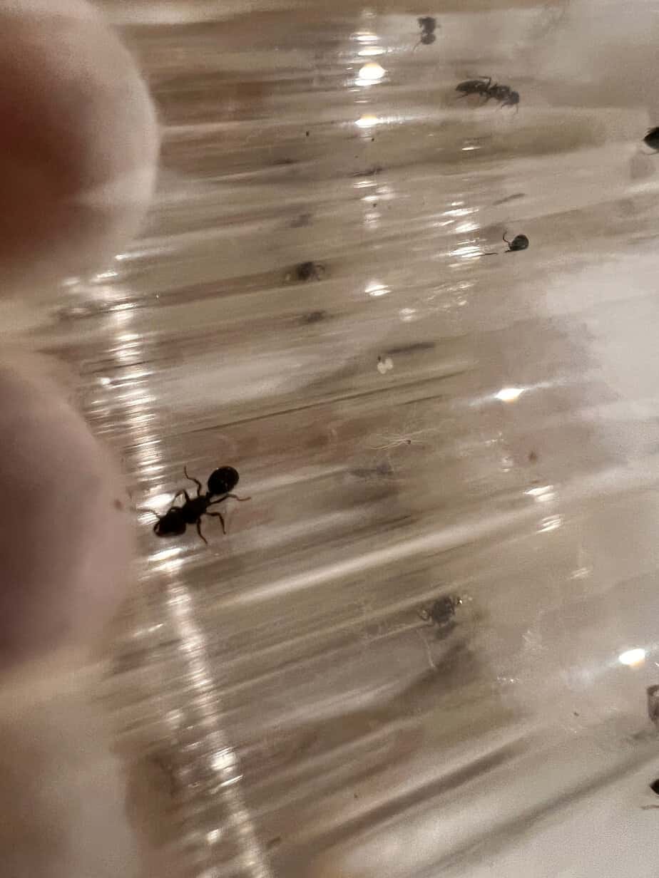 Bulk Notoncus ectatommoides queens all with brood