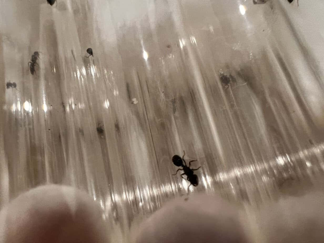 Bulk Notoncus ectatommoides queens all with brood photo 3