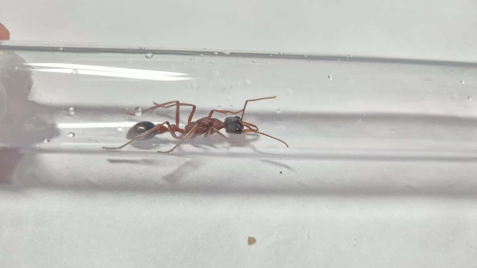 Multiple fresh caught Myrmecia queens for sell