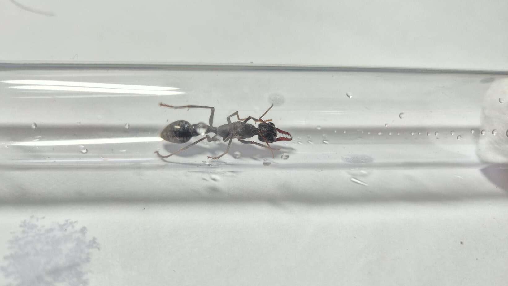 Multiple fresh caught Myrmecia queens for sell photo 2