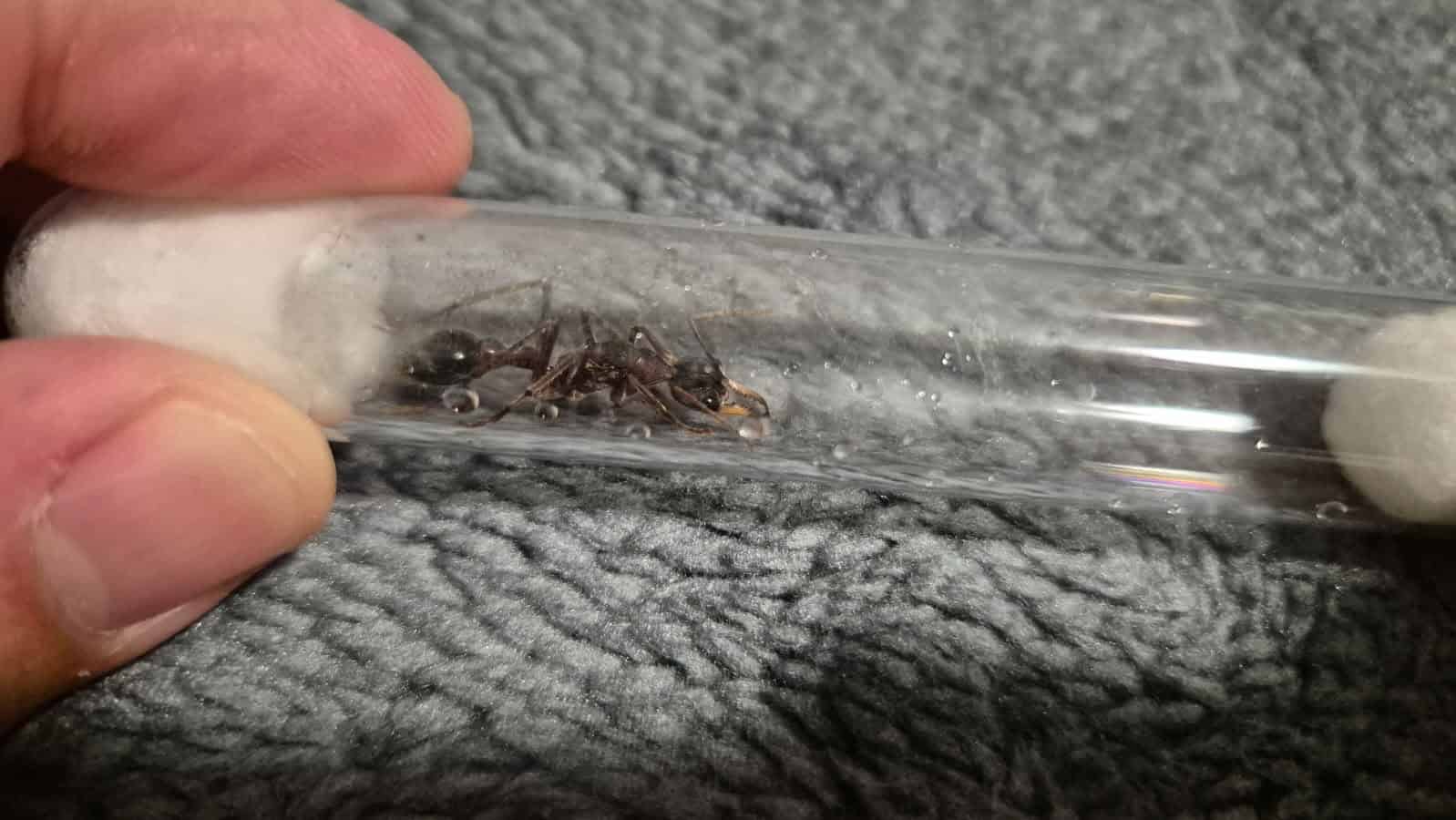 Multiple fresh caught Myrmecia queens for sell photo 3