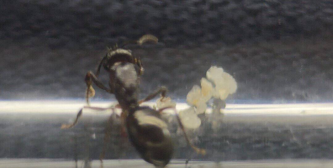 Notoncus ectatommoides + approx 8 larvae photo 2