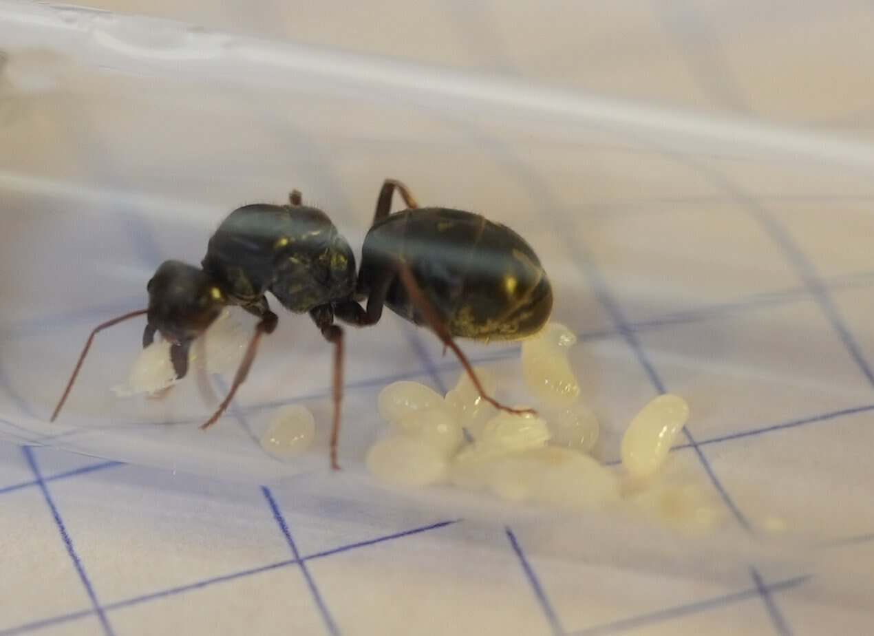 (Iridomyrmex purpureus) meat ant queen with 5 workers and multiple larvae