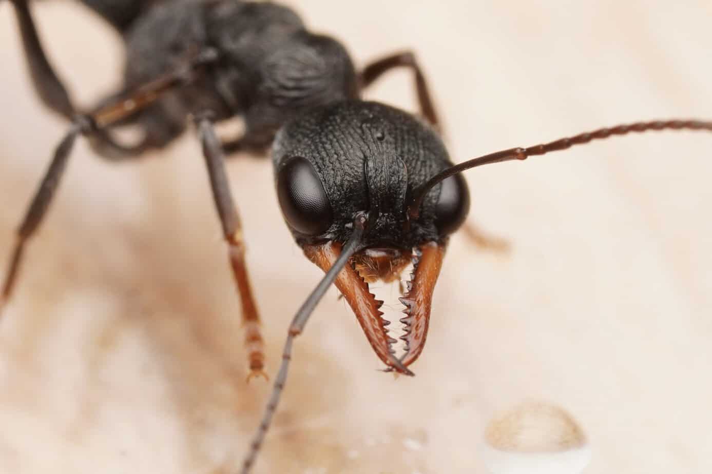 SALE - Myrmecia & Camponotus
