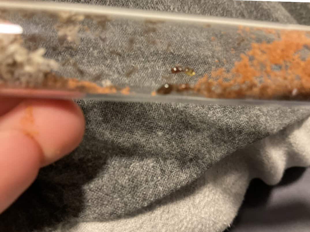 Pheidole queen (big headed ant) with 20-40 workers with a major