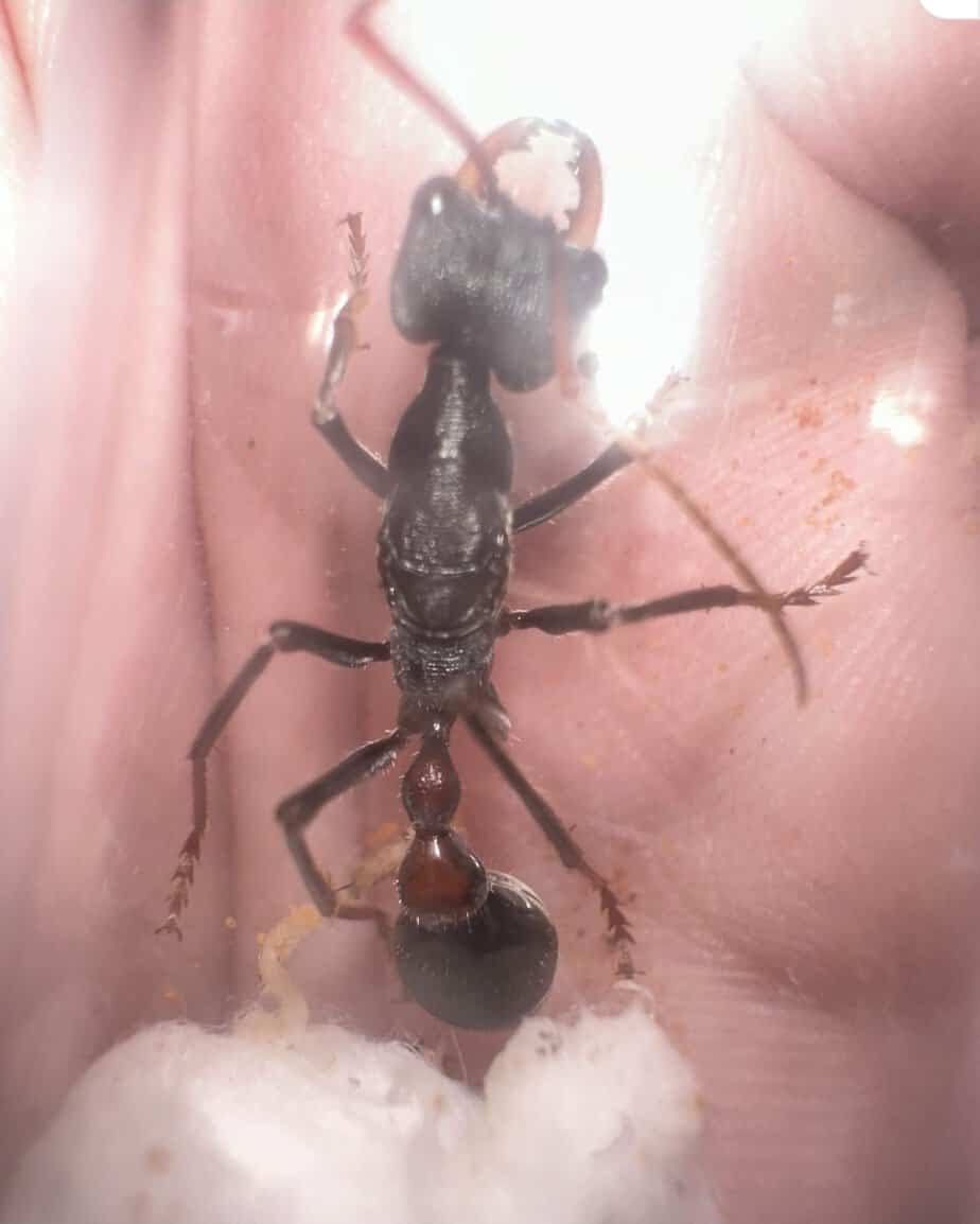 *SOLD* Myrmecia forceps (M. rufinodis mimic) + 4 medium size larvae photo 2