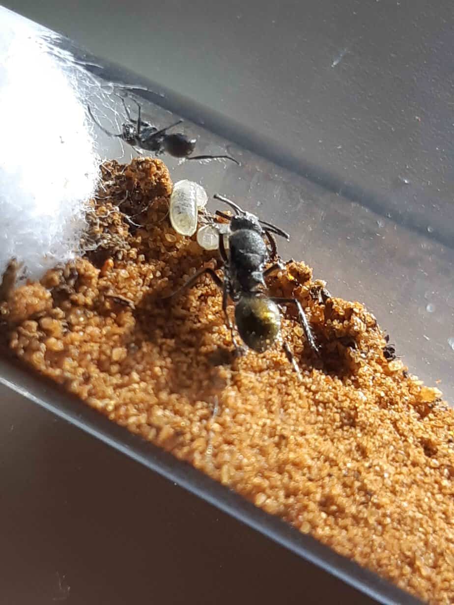 3x Ant species for sale