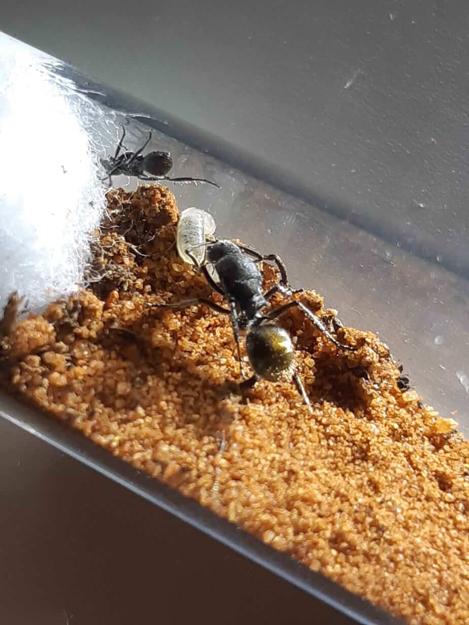 3x Ant species for sale photo 2