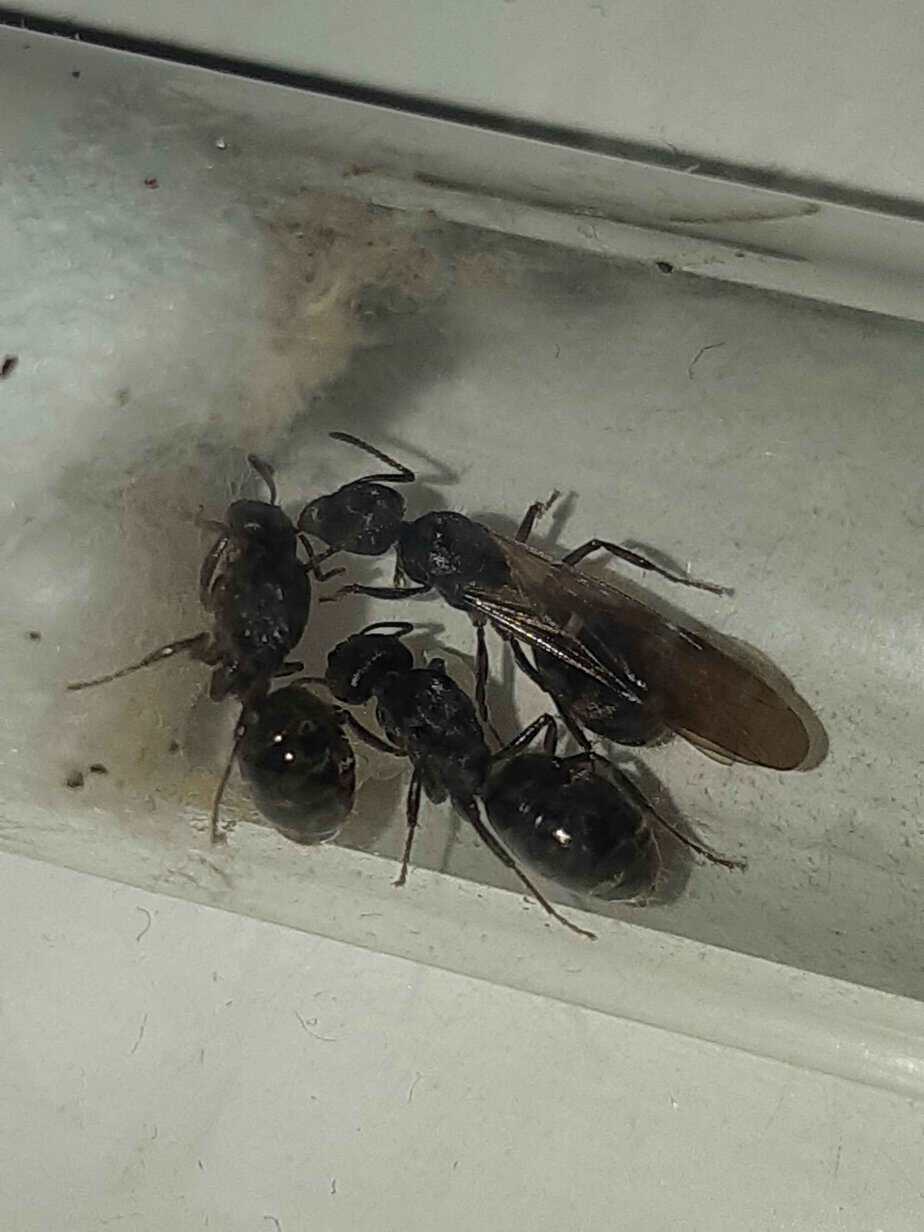 3x Ant species for sale photo 3