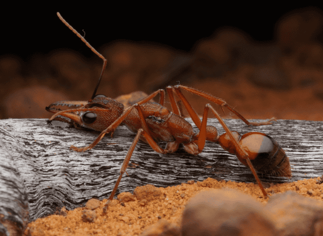 (SALE) - Myrmecia, Camponotus, Polyrhachis and more