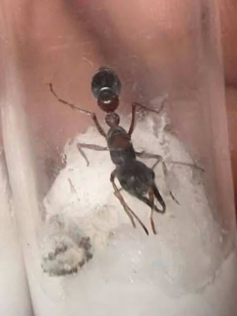 Myrmecia varians queen - red and black
