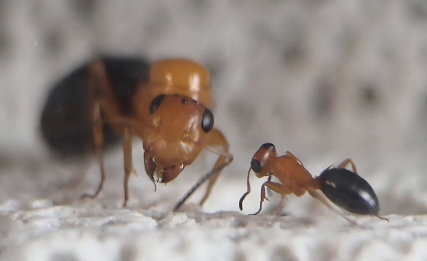 *SOLD* Opisthopsis haddoni rufonigra + 4 workers + approx 6 pupae + 2 larvae