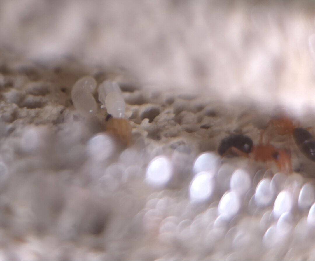 *SOLD* Opisthopsis haddoni rufonigra + 4 workers + approx 6 pupae + 2 larvae photo 2