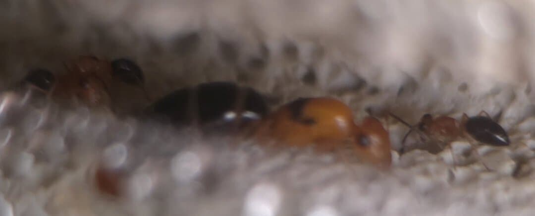 *SOLD* Opisthopsis haddoni rufonigra + 4 workers + approx 6 pupae + 2 larvae photo 3