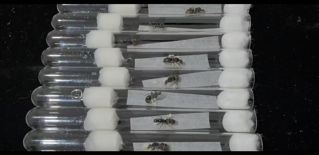 Meat Ant with larvae for sale
