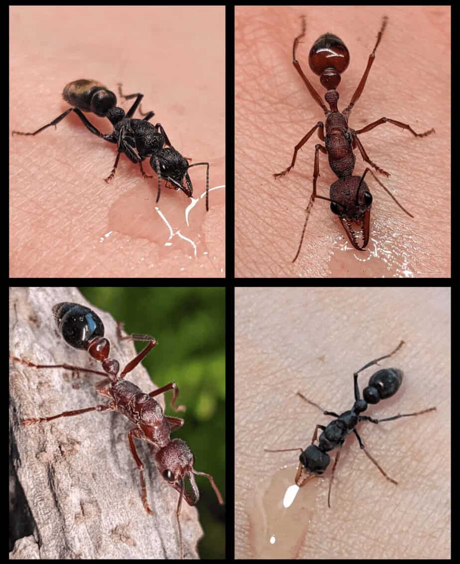 Bull ant/sugar ant queens/colonies starting at $30