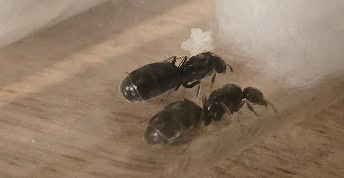 One double queens queen + eggs left