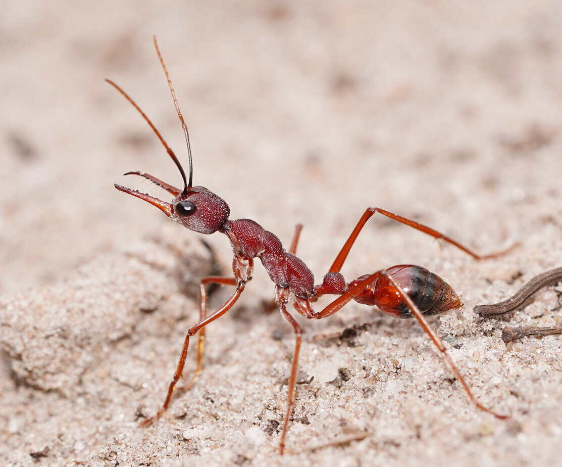 Various species for sale - Myrmecia, Camponotus, Chelaner, Pheidole