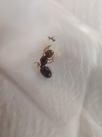 Various species for sale - Myrmecia, Camponotus, Chelaner, Pheidole photo 2