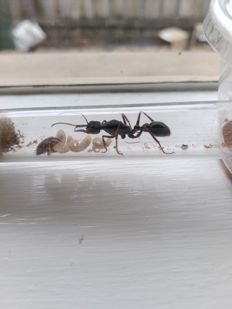 Various species for sale - Myrmecia, Camponotus, Chelaner, Pheidole photo 3