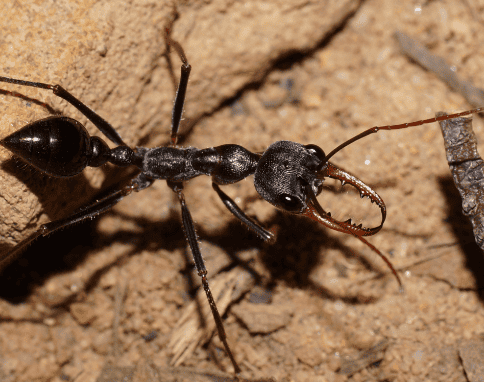 Myrmecia