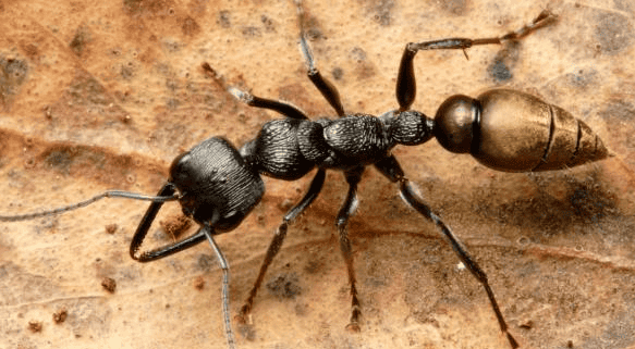 Myrmecia photo 2