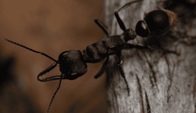 Myrmecia photo 3