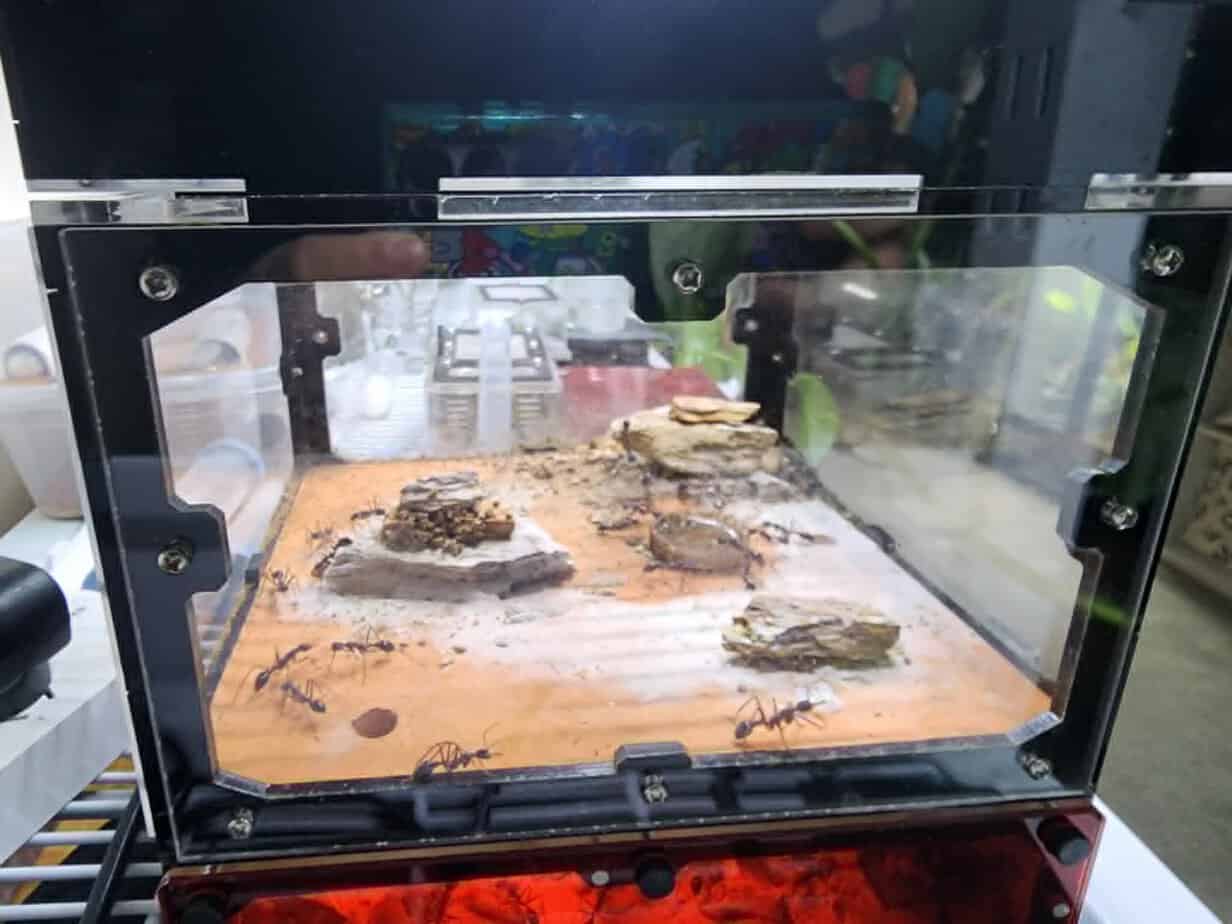 Well established SP17 colony